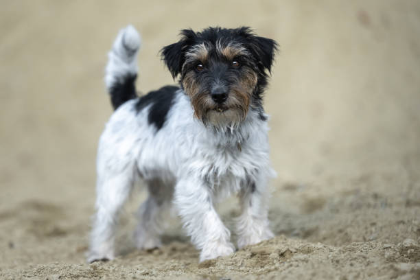 istock Cute small Jack Russell Terrier dog in a sand pit 1414971364