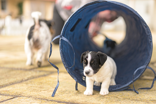 Little Jack Russell Terrier puppy 6 weeks old, playing and running with joy through a tunnel