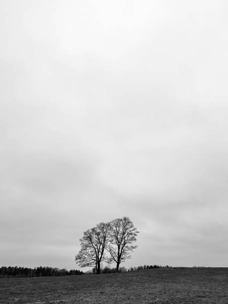 istock Black and white landscape with lonely trees 1414971795