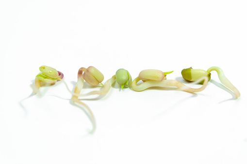 Mung beans (Vigna radiata) sprouted for food with small roots and rudiments of leaves on white background. Concept of diet, vegetarianism, vegan, healthy products and proper nutrition. Copy space.