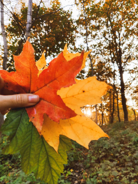 istock hand holding colorful autumn leaf 1414973095