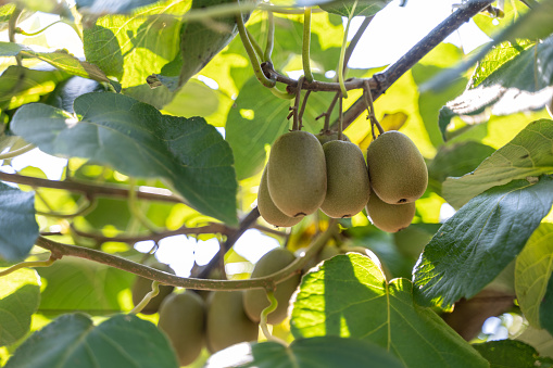 The organic orchard is full of kiwifruit
