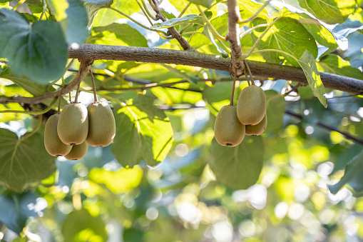 The organic orchard is full of kiwifruit