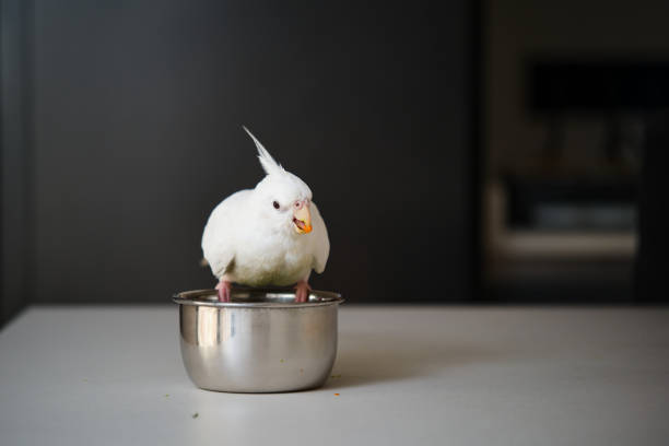 istock Albino cockatiel eating vegetables. 1414974664