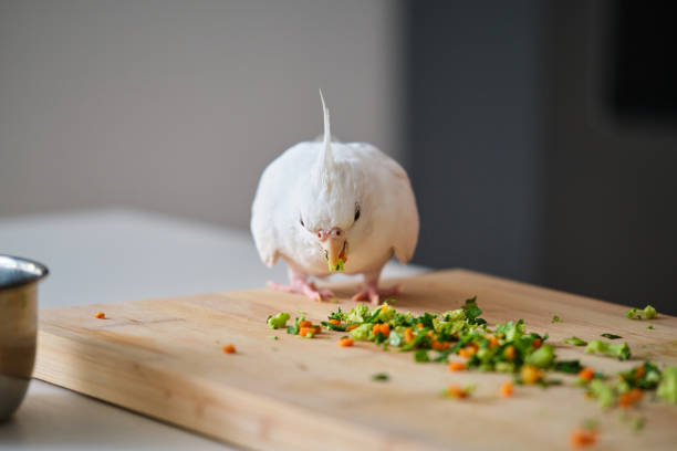An albino cockatiel eating vegetables. White-faced Lutinos mutation.