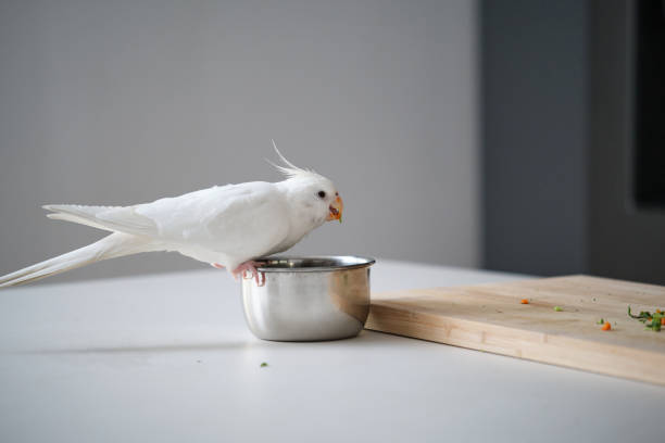 istock Albino cockatiel eating vegetables. 1414974697