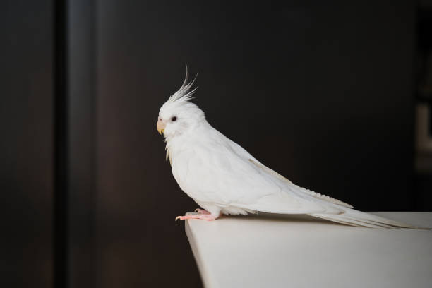istock Albino cockatiel on a table. 1414974717