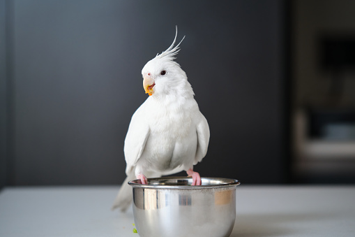 An albino cockatiel eating vegetables. White-faced Lutinos mutation.