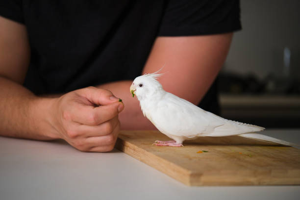 Close up of a smiling young woman indoors holding a white parrot that is eating a snack, capturing a playful and affectionate moment with an exotic pet bird at home.