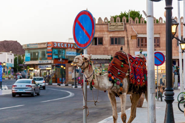 camel old town of sharm el sheikh - desert egyptian culture village town imagens e fotografias de stock