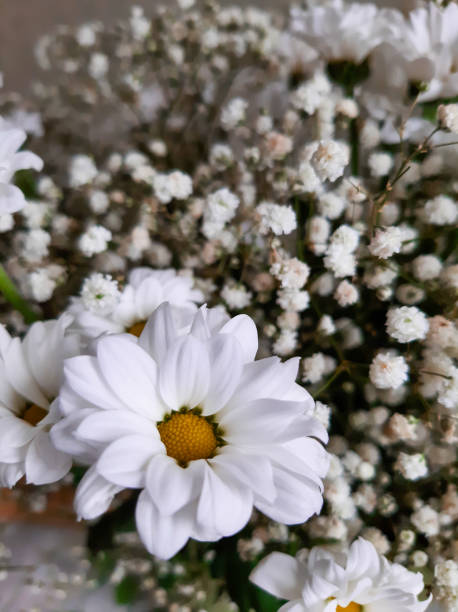istock White gypsophila and daisies in a bouquet 1414975040
