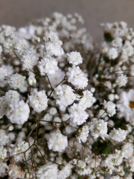 istock White gypsophila and daisies in a bouquet 1414975043
