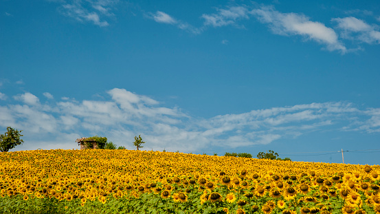 Monferrato, Piedmont, Italy - July 19, 2021:\nSunflower in sunflower field. The flowering of sunflowers, bright yellow flowers in the Piedmont countryside in Italy.