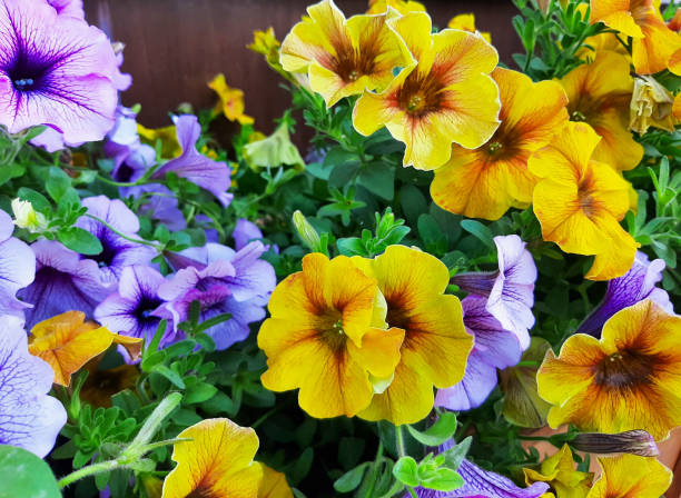 istock Violet and yellow ampelous petunia close-up. 1414975261
