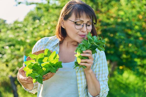 femme souriante avec récolte de feuilles de menthe dans le jardin d’été - femme menthe poivrée photos et images de collection