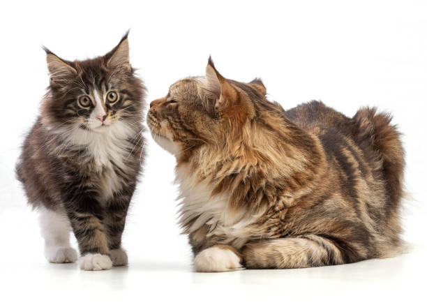 istock Cute kitten and her maine coon father 1414978340