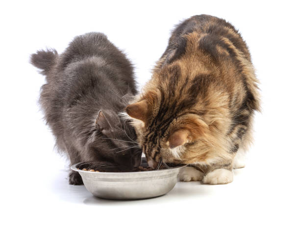 istock Two maine coon cats eating from a bowl 1414978343