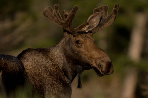 istock Bull Moose in Northern Colorado 1414979898