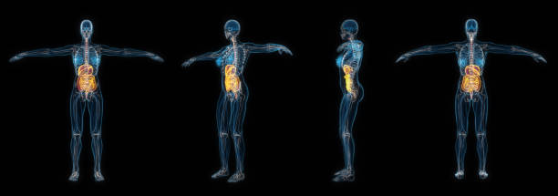 istock 3d rendering set of human female body digestive system x-ray isolated on black background. 1414980179