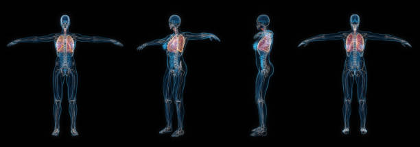 istock 3d rendering set of human female body lung x-ray isolated on black background. 1414980201