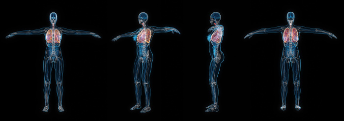 3d rendering set of human female body lung x-ray isolated on black background.