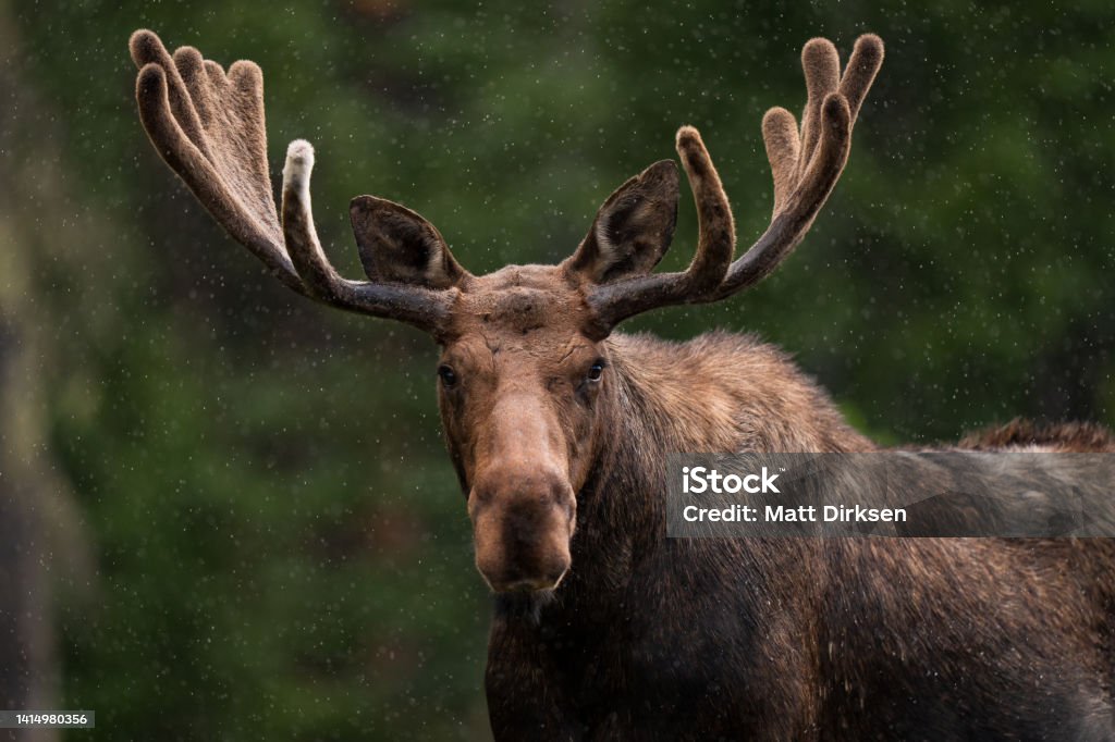 Bull Moose in Northern Colorado Moose Stock Photo