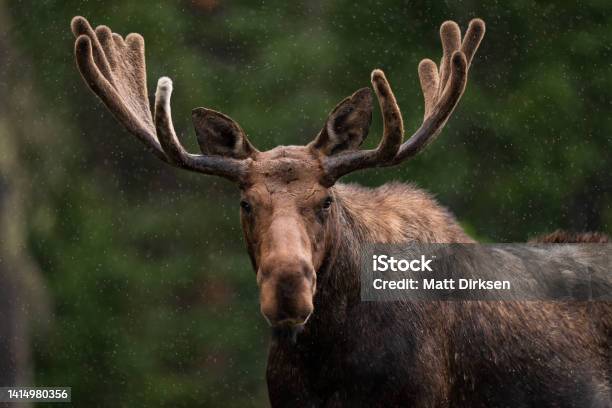 Bull Moose In Northern Colorado Stock Photo - Download Image Now - Moose, Antler, Colorado