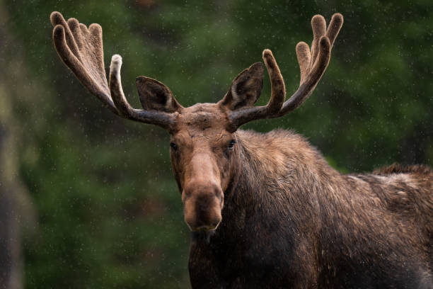 bull moose in northern colorado - älg bildbanksfoton och bilder