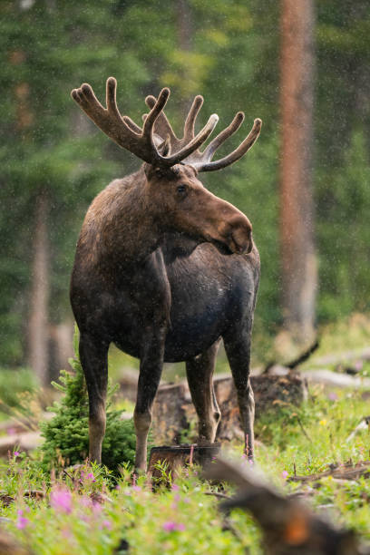 istock Bull Moose in Northern Colorado 1414980392