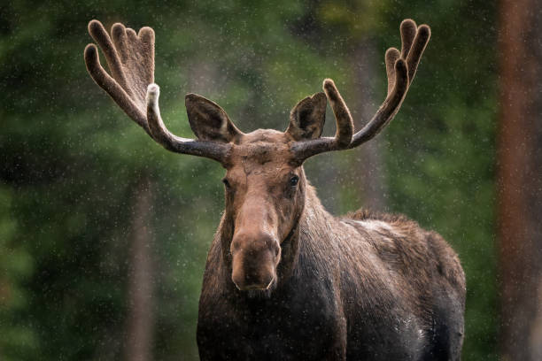 Bull Moose in Northern Colorado