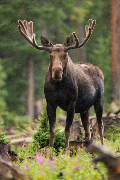 alce toro en el norte de colorado - alce macho fotografías e imágenes de stock