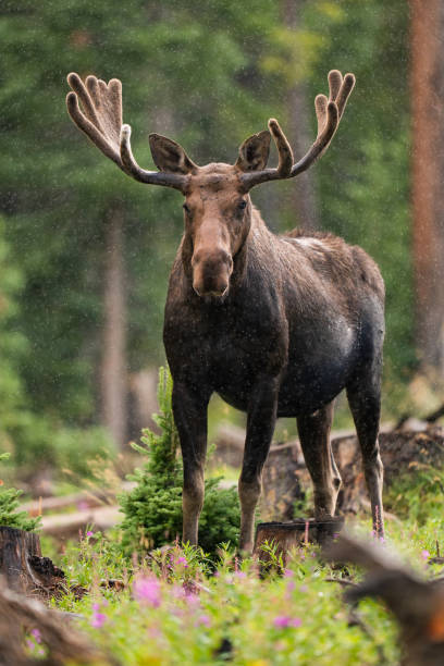 Bull Moose in Northern Colorado stock photo