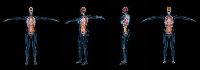 3d rendering set of human female body organs x-ray isolated on black background.
