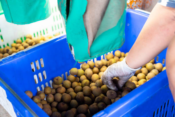grading machine and size of longan fruit in Thailand,Longan trading business in Thailand
