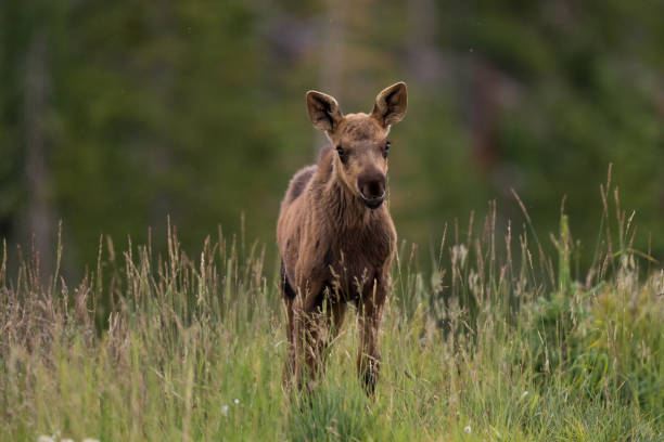 One male moose standing in meadow of green grass. Minnesota