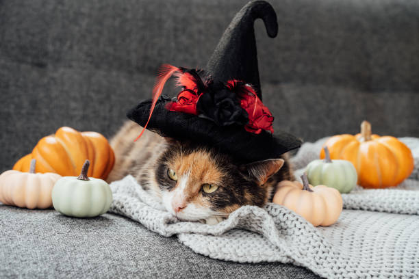 istock Multicolored cat in witch hat and decorative pumpkins. Relaxed cat in hat lying on the gray plaid with halloween pumpkins decor on the sofa. Autumn, fall holidays. Halloween animals. Selective focus 1414981395