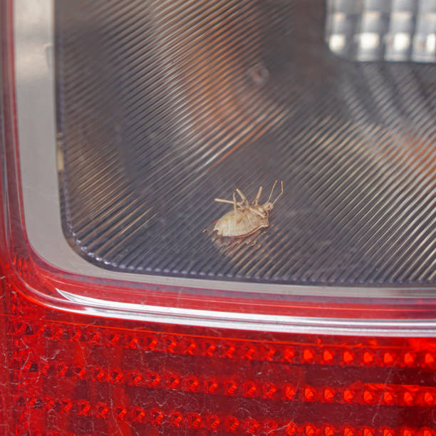 Dead Bug Light 240+ Signal Dead Stock Photos, Pictures & Royalty-Free Images - iStock