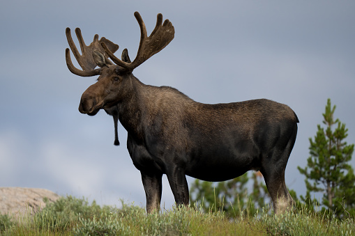 Bull Moose in Northern Colorado