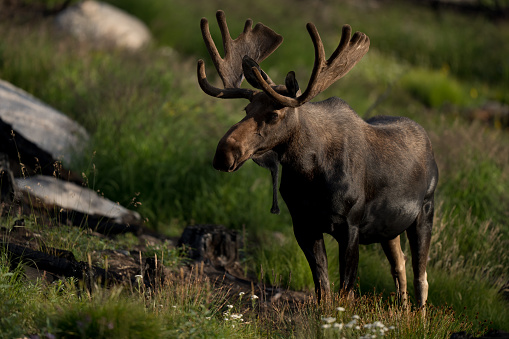 Bull Moose in Northern Colorado