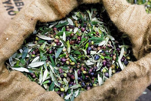 istock Koroneiki olives harvested into sacks 1414983880