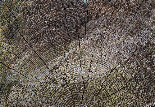 The surface of an old cracked tree stump with a small deep four-rayed slit in the center and wavy growth rings (top view, texture).