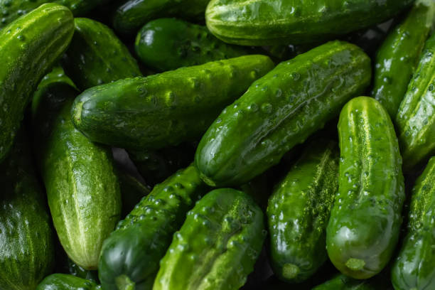 istock Cucumber background Cucumber harvest. many cucumbers. cucumbers from the field. 1414984514