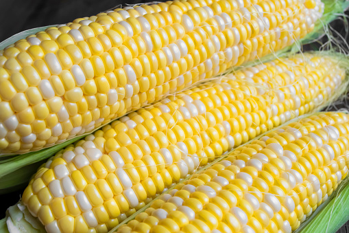 Lots of two-tone corn. Harvest of corn of Raquel variety.