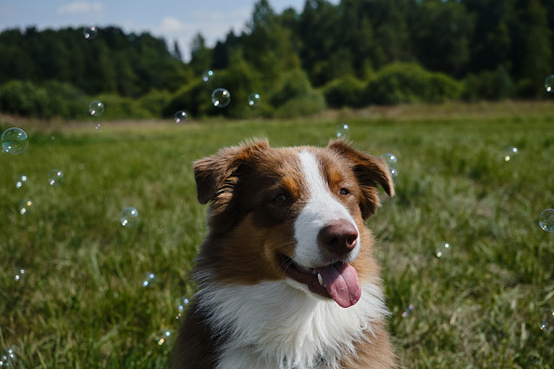 Australian Shepherd dog sitting in green grass, soap bubbles flying nearby. A beautiful chocolate colored Aussie puppy poses in summer park. Portrait of brown purebred young dog. The concept of pets.