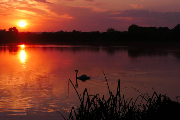 istock Sunrise on a lake and swan. 1414986637