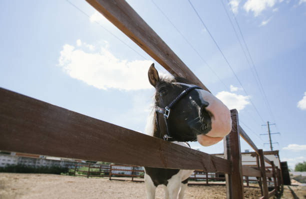 istock The horse is in the horse paddock. 1414986858