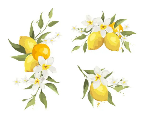 Vector illustration of Summer decor with jasmine flowers and citrus branch.