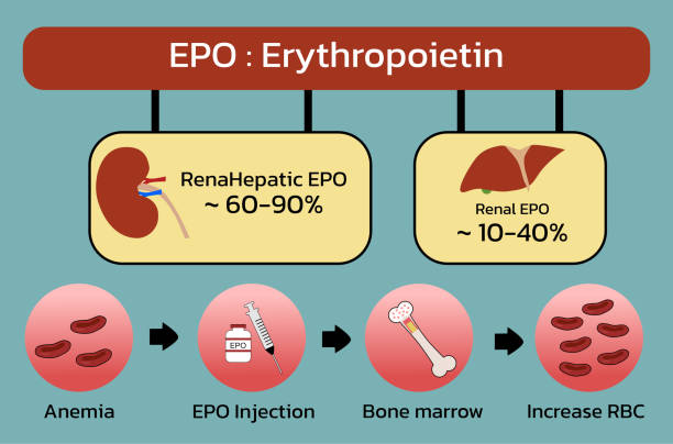 Erythropoietin (EPO) production from kidney , liver and Injection , vector illustration Erythropoietin (EPO) production from kidney , liver and Injection , vector illustration erythropoietin stock illustrations