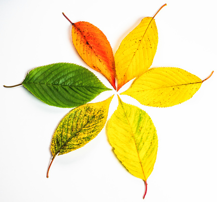 Close-up of a collection of cherry leaves showing the change of colours through the seasons, from green in spring through to orange-red in autumn.
