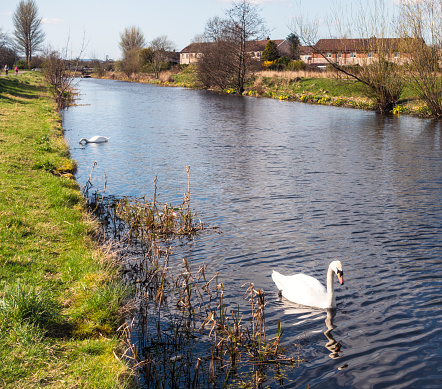 Swans in the canal on the western outskirts of Glasgow during April.